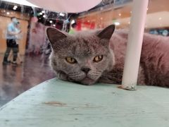 -猫小院猫主题餐厅(三里屯店)