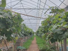 -马陆小张葡萄园农家乐