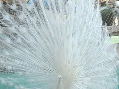 -西双版纳原始森林公园