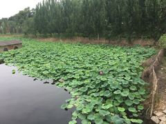 -白洋淀景区