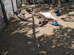 -长白岛森林公园