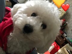 -仁华宠物医院(青羊店)