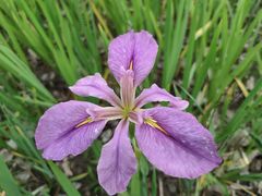 -上海山野camping·户外天幕烧烤·团建拓展营地