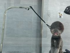 -宠福鑫康馨动物医院·骨科·眼科