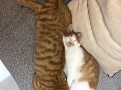 -大观园影院式足浴Spa店(沙坪坝店)