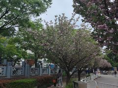 -嘉定紫藤园