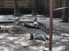 -深圳野生动物园