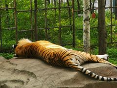 -哈尔滨北方森林动物园