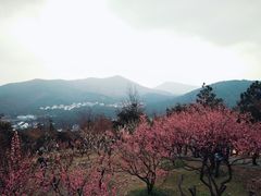-香雪海