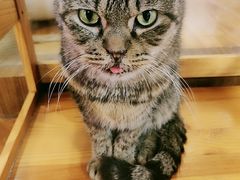 -喵园·猫主题咖啡厅·撸猫·猫咖(国贸店)