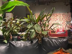 -百好乐宠物友好餐厅(朝外大街店)