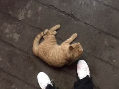 -堕落小龙虾.盆盆蟹(兰州旗舰店)