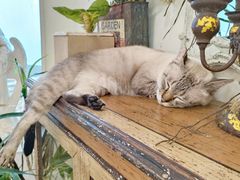 -共舞时光猫咖·狗咖(新街口店)