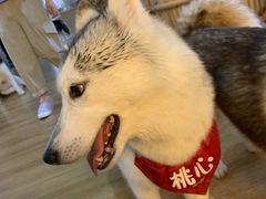 -Husky Go! 哈士奇体验馆·宠物咖啡厅狗咖