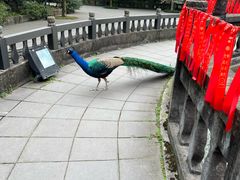 -都江堰普照寺