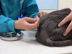 -中农国际动物医院24小时·猫科·骨科·急重症中心