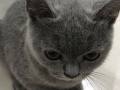 -瑞派动物医院·猫专科·至诚(江南中分院)