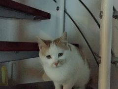 -伟伟宠物医院·CT影像中心·瑞派犬猫综合性门诊(汉口总院)