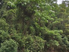 -火炉山森林公园