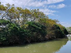 -大湾区中央湿地公园