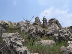 -长虫山生态公园风景林