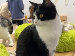 -有喵·猫咖·狗咖·30几只猫10只小狗(岗厦店)