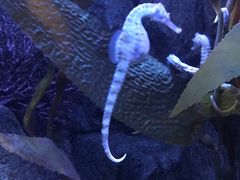 -悉尼海洋生物水族馆