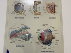 -上海大学附属上海和平眼科医院
