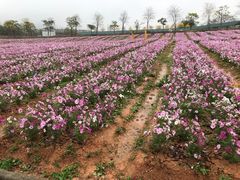 -天适樱花悠乐园