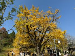 -千年银杏谷文化旅游区