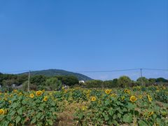 -苏州太湖西山岛开心农场