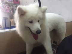 -诺比宠物医院心脏内科·泌尿肾内外科·骨科急重症
