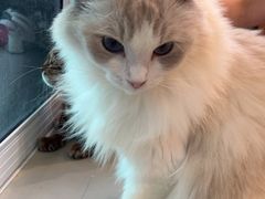 -豆逗聊愈猫阁Easy Life