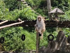 -西双版纳原始森林公园