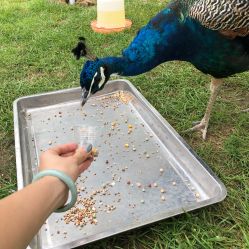 -萌宠亲子动物乐园(槐房万达店)