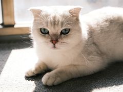 -宠物家(大兴旧宫店)