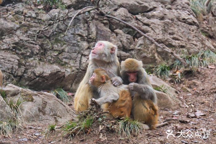 黔灵山公园图片