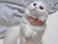 -猫猫幼稚园·撸猫·桌游·电玩