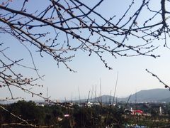 -香雪海