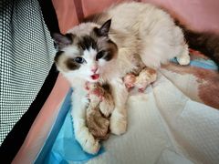 -艾贝尔宠物诊疗