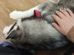 -Husky Go! 哈士奇体验馆·宠物咖啡厅狗咖