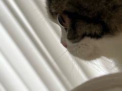 -momokira米努特·德文卷毛猫·棉花面纱犬