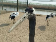 -盐城丹顶鹤湿地生态旅游区