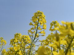 -贡湖湾湿地公园