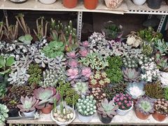 -青石桥花鸟鱼虫市场(叠翠城店)