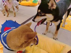 -逗柴咖啡屋·狗咖猫咖宠物桌游