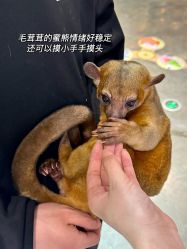 -Zoolung Zoolung动物主题公园(海信广场店)
