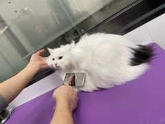 -中农国际动物医院24小时·猫科·骨科·急重症中心