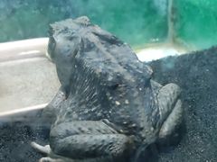 -上海大自然野生昆虫馆