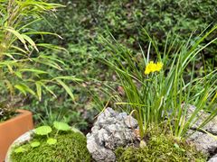 -上海佘山国家森林公园天马山园